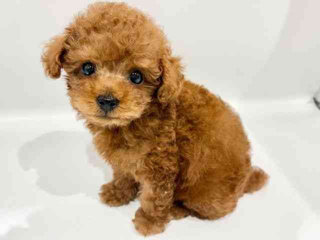 大阪府のトイプードル(トイ) (ひごペットフレンドリーイオンタウン豊中庄内店/2026年2月15日生まれ/男の子/レッド)の子犬の2枚目の画像