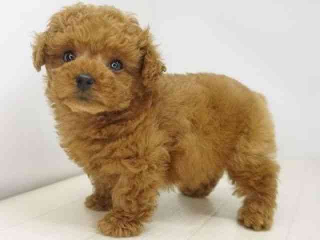 福岡県のトイプードル(トイ) (ひごペットフレンドリーゆめタウン筑紫野店/2026年2月14日生まれ/男の子/レッド)の子犬の2枚目の画像