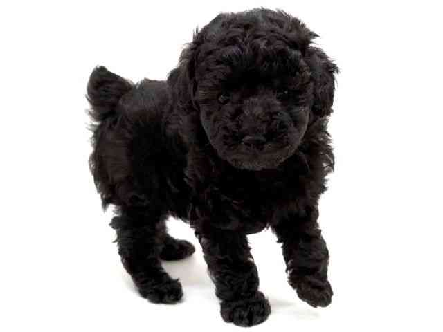 兵庫県のトイプードル(トイ) (ひごペットフレンドリーブルメールHAT神戸店/2026年2月15日生まれ/男の子/シルバー)の子犬の2枚目の画像