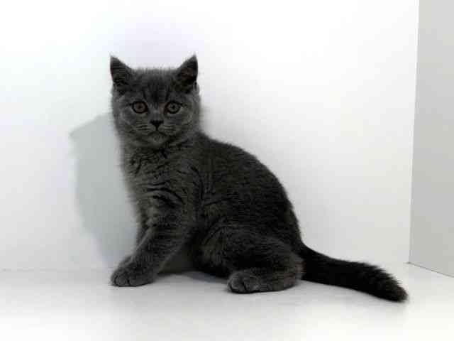 兵庫県のブリティッシュショートヘアー (ひごペットフレンドリーイトーヨーカドー明石店/2026年2月14日生まれ/女の子/ブルー)の子猫の2枚目の画像