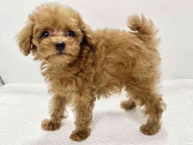 高知県のトイプードル(トイ) (ひごペットフレンドリーイオンモール高知店/2026年2月16日生まれ/男の子/レッド)の子犬の2枚目の画像