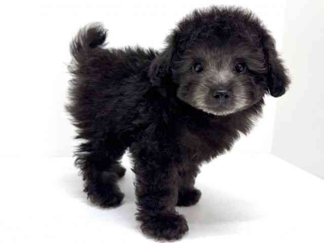 大阪府のトイプードル(トイ) (ひごペットフレンドリーくずはモール店/2026年2月16日生まれ/男の子/グレー)の子犬の2枚目の画像