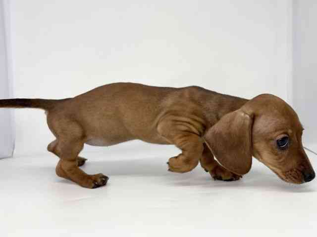 徳島県のカニンヘンダックスフンド(スムース) (ひごペットフレンドリーゆめタウン徳島店/2026年2月15日生まれ/女の子/レッド)の子犬の2枚目の画像