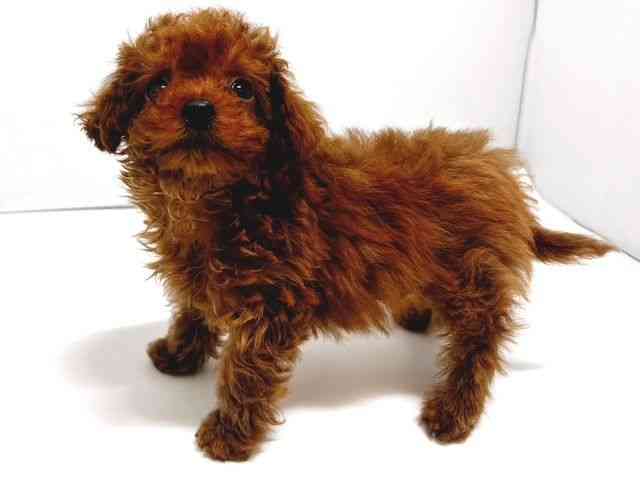 奈良県のトイプードル(トイ) (ひごペットフレンドリー奈良パワーシティ店/2026年2月15日生まれ/男の子/レッドフォーン)の子犬の2枚目の画像