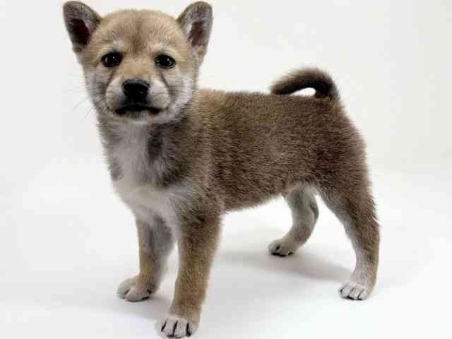 京都府の柴犬(標準サイズ) (ひごペットフレンドリーイズミヤショッピングセンター八幡店/2026年2月13日生まれ/男の子/赤)の子犬の2枚目の画像