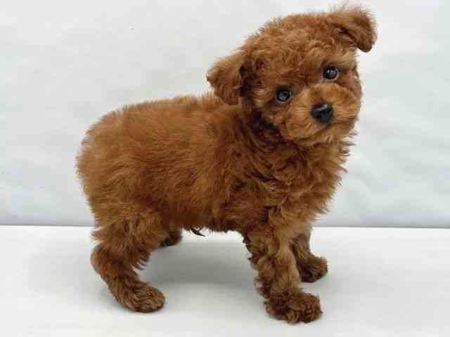 大阪府のトイプードル(トイ) (ひごペットフレンドリーイトーヨーカドー津久野店/2026年2月14日生まれ/男の子/レッド)の子犬の2枚目の画像