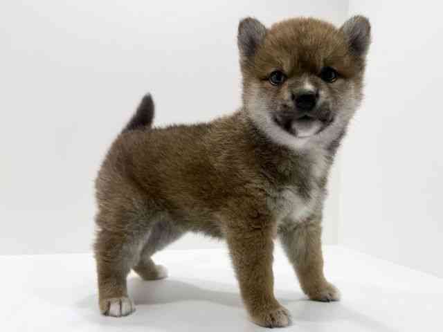 広島県の柴犬(標準サイズ) (ひごペットフレンドリーフジグラン神辺店/2026年2月15日生まれ/女の子/赤)の子犬の2枚目の画像