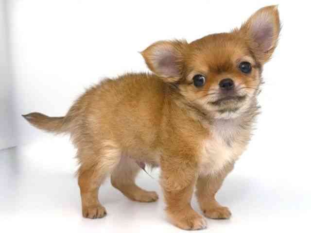 大阪府のチワワ(ロング) (ひごペットフレンドリー岸和田店/2026年2月13日生まれ/男の子/フォーン)の子犬の2枚目の画像