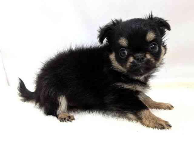 広島県のチワワ(ロング) (ひごペットフレンドリーゆめタウン廿日市店/2026年2月14日生まれ/女の子/ブラックタンホワイト)の子犬の2枚目の画像