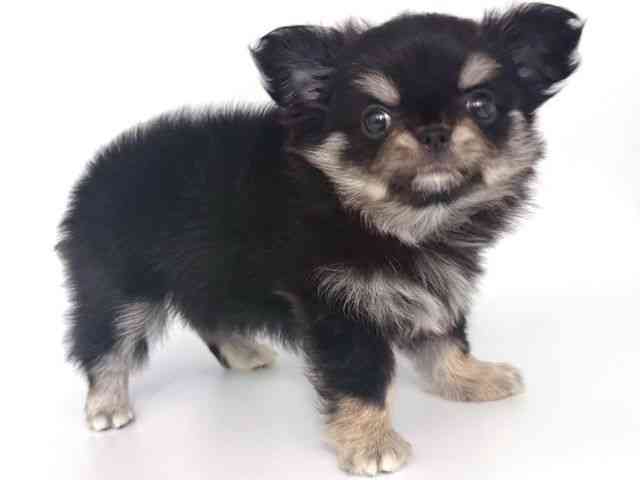 大阪府のチワワ(ロング) (ひごペットフレンドリー岸和田店/2026年2月14日生まれ/女の子/ブラックタンホワイト)の子犬の2枚目の画像