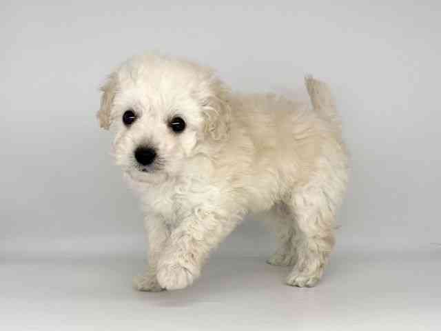 徳島県のトイプードル(トイ) (ひごペットフレンドリーゆめタウン徳島店/2026年2月15日生まれ/女の子/ホワイト)の子犬の2枚目の画像