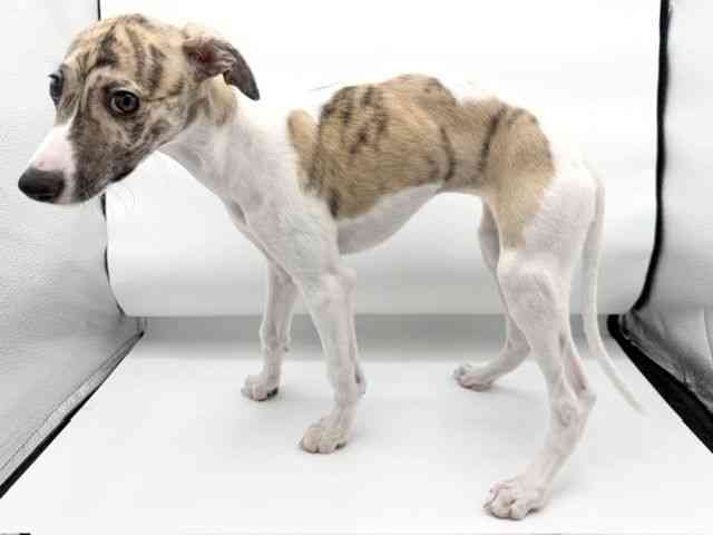 大阪府のウィペット (ひごペットフレンドリーららぽーとEXPOCITY店/2026年2月10日生まれ/女の子/ブリンドルホワイト)の子犬の2枚目の画像