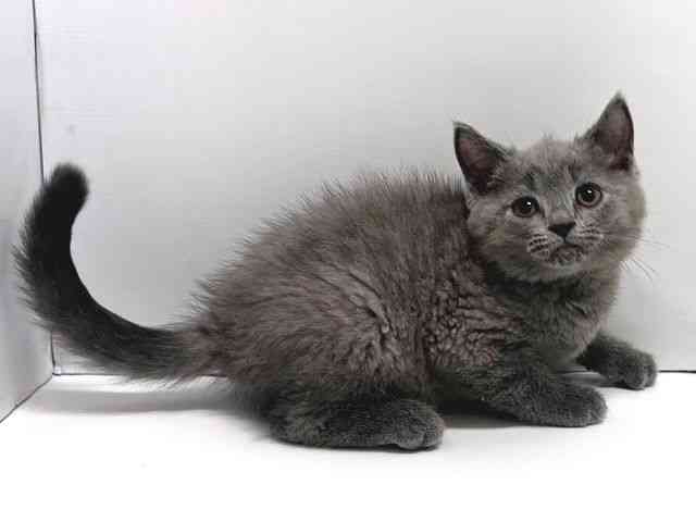 奈良県のスコティッシュフォールド (ひごペットフレンドリー奈良パワーシティ店/2026年2月13日生まれ/男の子/ブルー)の子猫の2枚目の画像