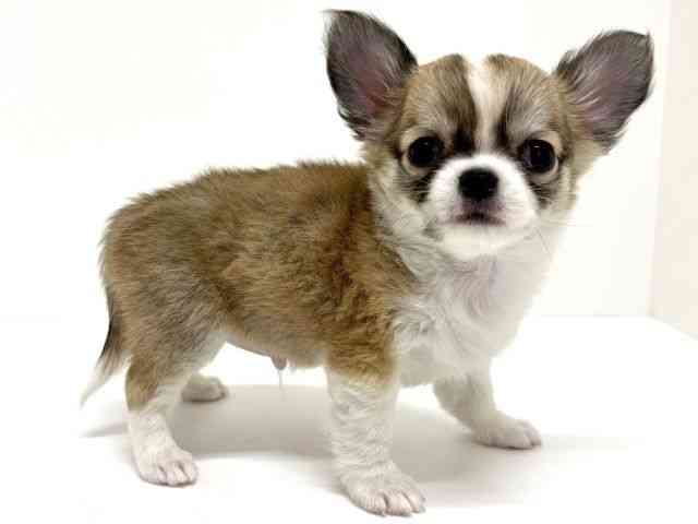 大阪府のチワワ(ロング) (ひごペットフレンドリーくずはモール店/2026年2月15日生まれ/男の子/レッドフォーン)の子犬の2枚目の画像