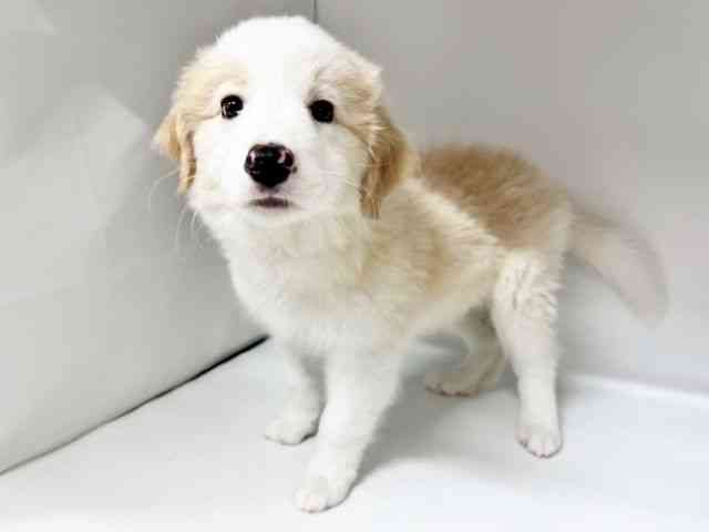 兵庫県のボーダーコリー (ひごペットフレンドリーコロワ甲子園店/2026年2月15日生まれ/男の子/レッドホワイト)の子犬の2枚目の画像