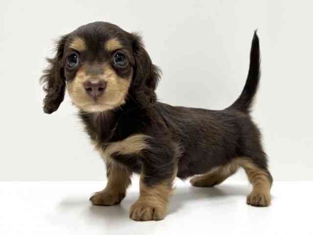 愛知県のミニチュアダックスフンド(ロング) (ひごペットフレンドリーららぽーと名古屋みなとアクルス店/2026年2月15日生まれ/女の子/チョコレートタン)の子犬の2枚目の画像