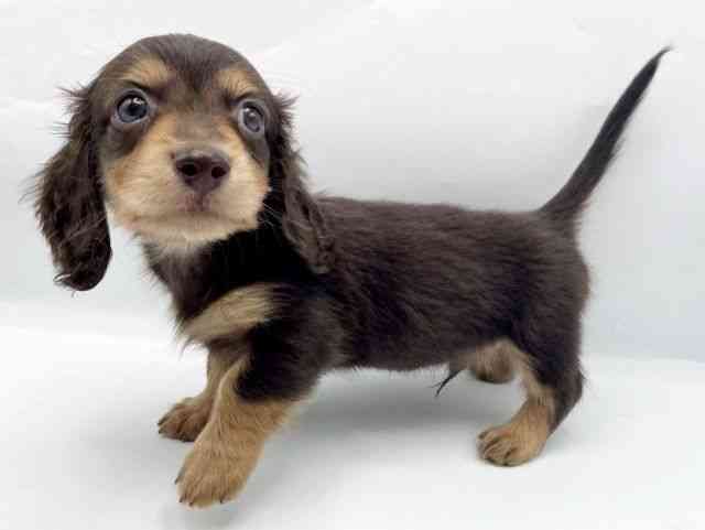 奈良県のミニチュアダックスフンド(ロング) (ひごペットフレンドリートナリエ大和高田店/2026年2月15日生まれ/男の子/チョコレートタン)の子犬の2枚目の画像