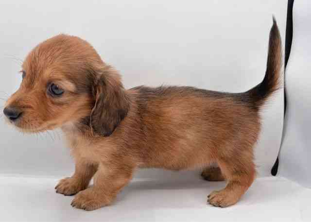 島根県のカニンヘンダックスフンド(ロング) (ひごペットフレンドリーイオン松江ショッピングセンター店/2026年2月14日生まれ/女の子/シェーデットレッド)の子犬の2枚目の画像