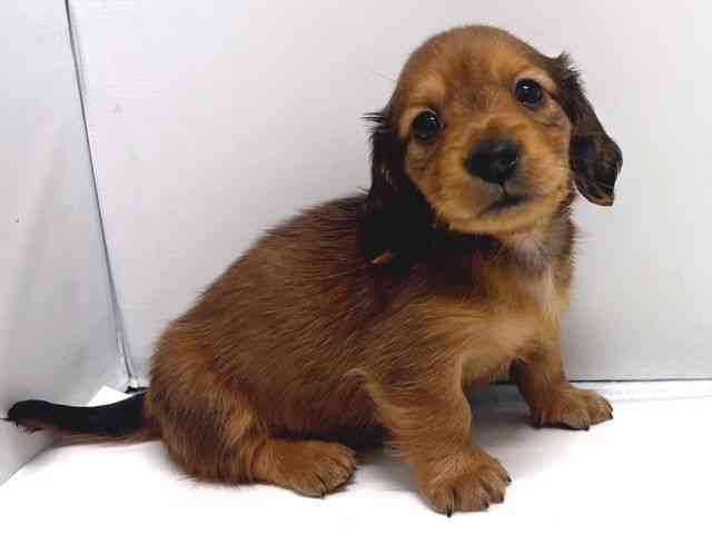 奈良県のカニンヘンダックスフンド(ロング) (ひごペットフレンドリー奈良パワーシティ店/2026年2月14日生まれ/男の子/シェーデットレッド)の子犬の2枚目の画像