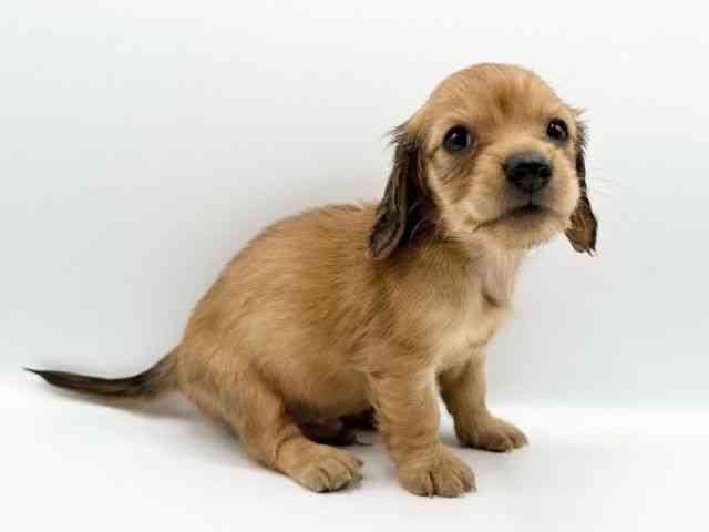 京都府のカニンヘンダックスフンド(ロング) (ひごペットフレンドリーイオンモール高の原店/2026年2月15日生まれ/男の子/シェーデットレッド)の子犬の2枚目の画像