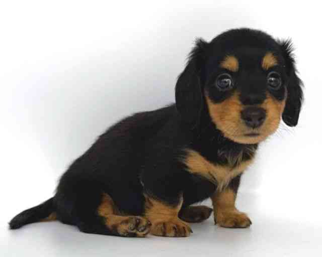 大阪府のカニンヘンダックスフンド(ロング) (ひごペットフレンドリー岸和田店/2026年2月14日生まれ/女の子/ブラックタン)の子犬の2枚目の画像