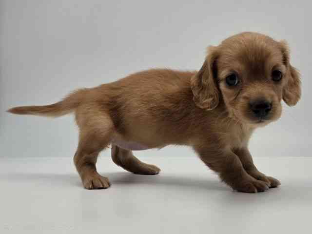 島根県のカニンヘンダックスフンド(ロング) (ひごペットフレンドリーイオンモール出雲店/2026年2月15日生まれ/女の子/ゴールド)の子犬の2枚目の画像