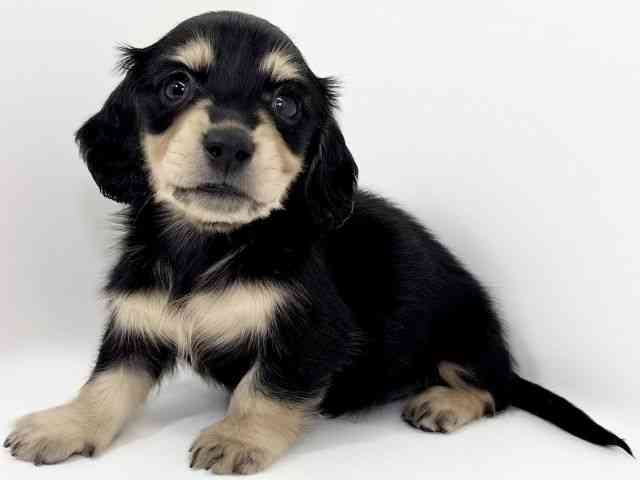 京都府のカニンヘンダックスフンド(ロング) (ひごペットフレンドリーイズミヤショッピングセンター八幡店/2026年2月15日生まれ/男の子/ブラックタン)の子犬の2枚目の画像