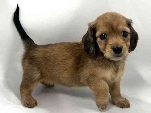 京都府のカニンヘンダックスフンド(ロング) (ひごペットフレンドリー京都店/2026年2月15日生まれ/女の子/シェーデットレッド)の子犬の2枚目の画像