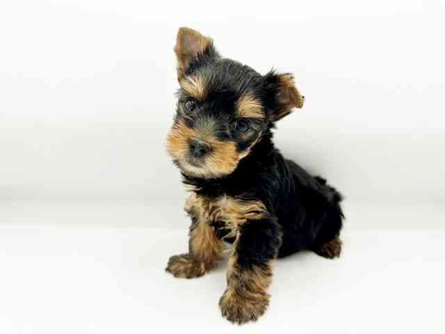 兵庫県のヨークシャーテリア (ひごペットフレンドリーコロワ甲子園店/2026年2月15日生まれ/男の子/スチールブルータン)の子犬の2枚目の画像