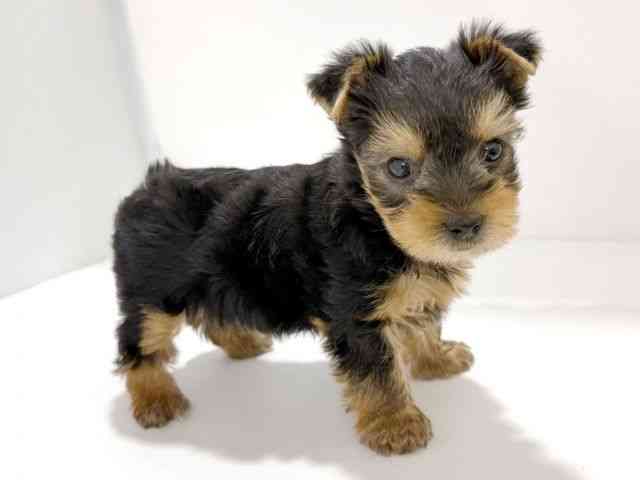 大阪府のヨークシャーテリア (ひごペットフレンドリーイズミヤショッピングセンター千里丘店/2026年2月15日生まれ/男の子/スチールブルータン)の子犬の2枚目の画像