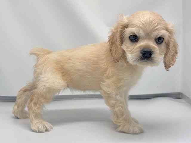 京都府のアメリカンコッカースパニエル (ひごペットフレンドリー洛北阪急スクエア店/2026年2月15日生まれ/女の子/バフ)の子犬の2枚目の画像