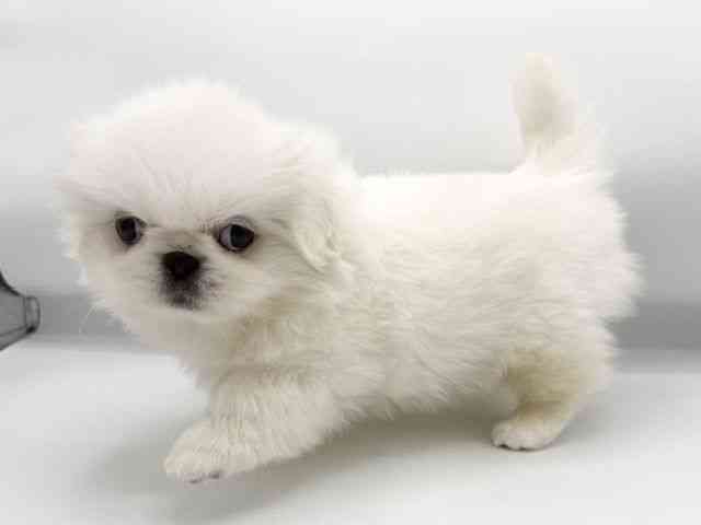 大阪府のペキニーズ (ひごペットフレンドリーららぽーとEXPOCITY店/2026年2月14日生まれ/女の子/クリーム)の子犬の2枚目の画像
