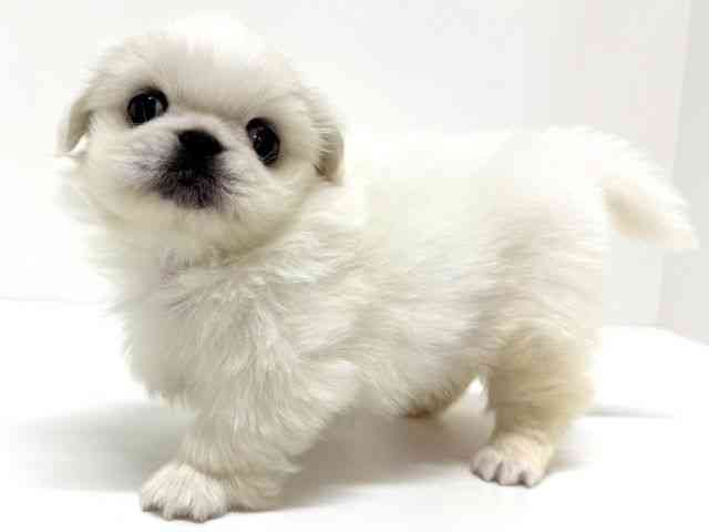 大阪府のペキニーズ (ひごペットフレンドリーくずはモール店/2026年2月14日生まれ/女の子/クリーム)の子犬の2枚目の画像