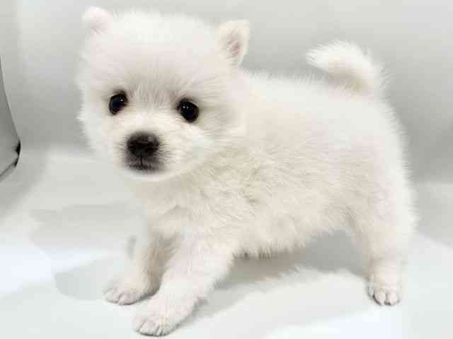 大阪府の日本スピッツ (ひごペットフレンドリーイオンタウン豊中庄内店/2026年2月15日生まれ/女の子/ホワイト)の子犬の2枚目の画像