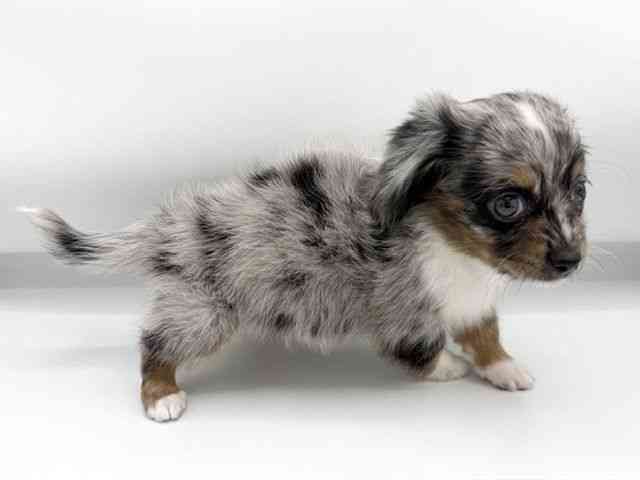 大阪府のチワックス(チワワ×ダックス) (ひごペットフレンドリーららぽーとEXPOCITY店/2026年2月13日生まれ/男の子/シルバーダップル)の子犬の2枚目の画像