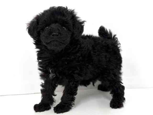 大阪府のトイプードル(トイ) (ひごペットフレンドリーベルファⅡ都島店/2026年2月13日生まれ/男の子/ブラック)の子犬の2枚目の画像