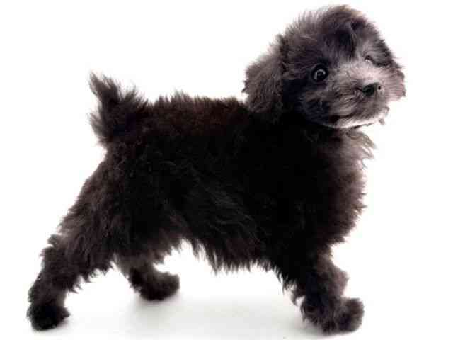 兵庫県のトイプードル(トイ) (ひごペットフレンドリークラウンパーク伊丹店/2026年2月14日生まれ/女の子/グレー)の子犬の2枚目の画像