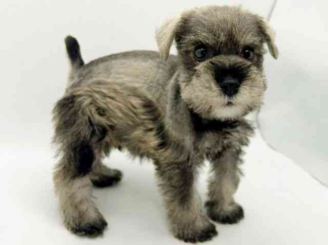 大阪府のミニチュアシュナウザー (ひごペットフレンドリーみのおキューズモール店/2026年2月15日生まれ/男の子/ソルトペッパー)の子犬の2枚目の画像