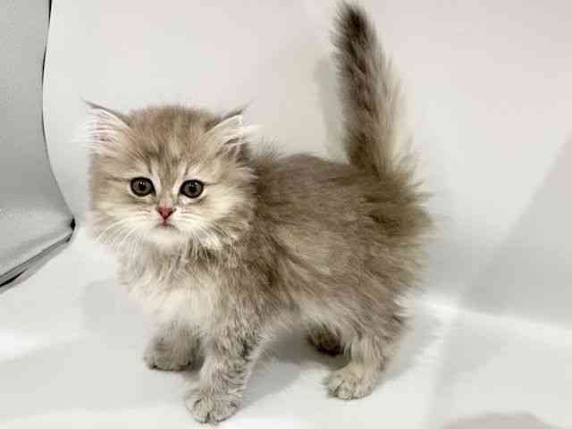 大阪府のペルシャ (ひごペットフレンドリーイオンタウン豊中庄内店/2026年2月7日生まれ/女の子/ブルーチンチラ)の子猫の2枚目の画像