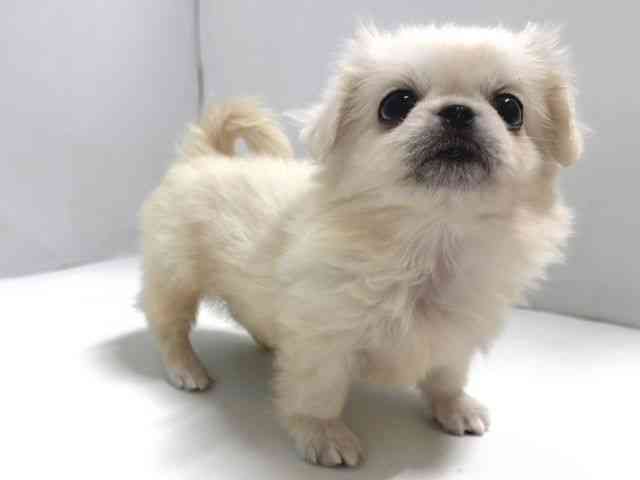 奈良県のペキニーズ (ひごペットフレンドリー奈良パワーシティ店/2026年2月14日生まれ/女の子/ホワイト)の子犬の2枚目の画像