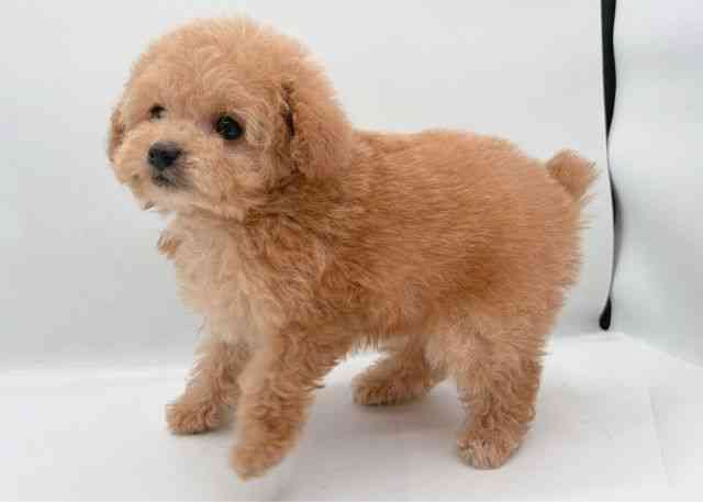 島根県のトイプードル(トイ) (ひごペットフレンドリーイオン松江ショッピングセンター店/2026年2月15日生まれ/女の子/アプリコット)の子犬の2枚目の画像