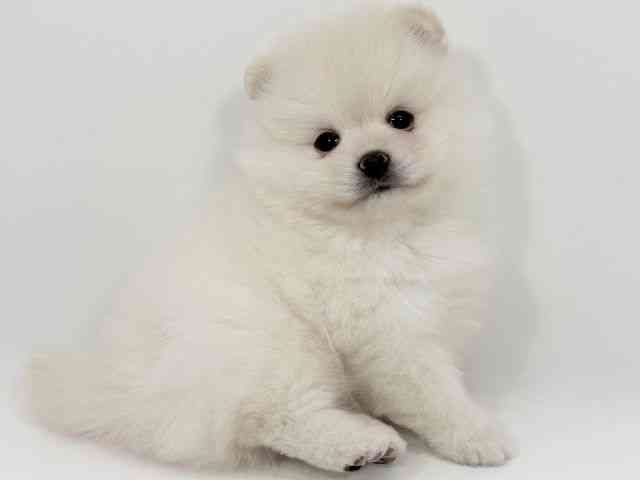 京都府のポメラニアン (ひごペットフレンドリーイズミヤショッピングセンター八幡店/2026年2月14日生まれ/男の子/ホワイト)の子犬の2枚目の画像