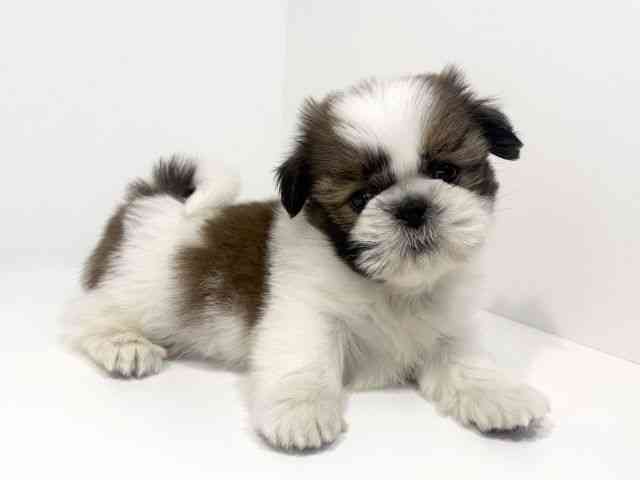 兵庫県のシーズー (ひごペットフレンドリーイトーヨーカドー明石店/2026年2月16日生まれ/男の子/ホワイトゴールド)の子犬の2枚目の画像