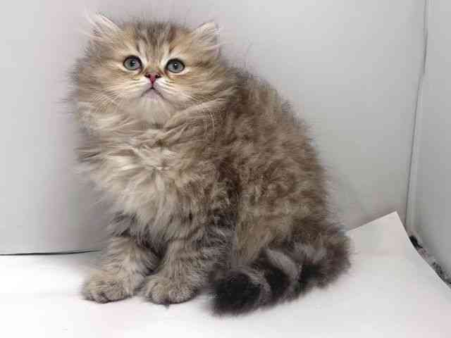 奈良県のペルシャ (ひごペットフレンドリー奈良パワーシティ店/2026年2月7日生まれ/男の子/チンチラゴールデン)の子猫の2枚目の画像
