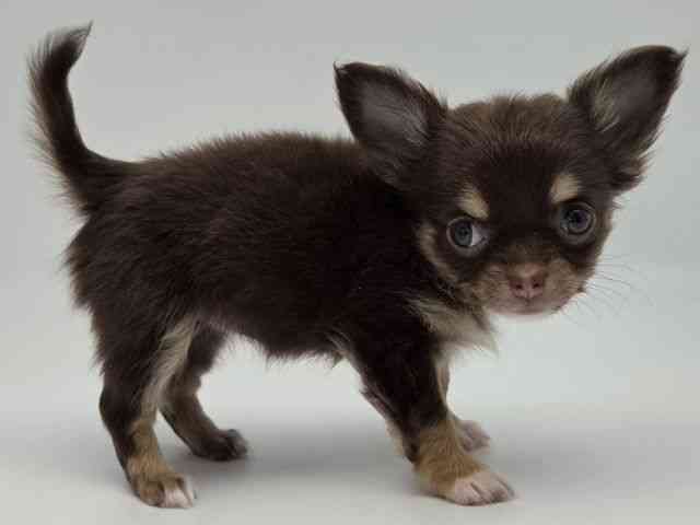 島根県のチワワ(ロング) (ひごペットフレンドリーイオンモール出雲店/2026年2月15日生まれ/女の子/チョコレートタンホワイト)の子犬の2枚目の画像