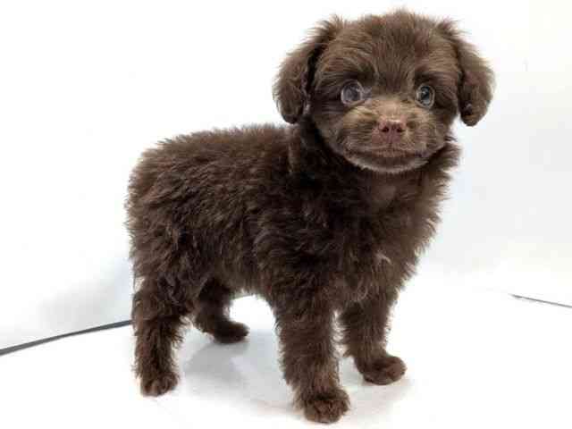 広島県のチワプー/プーチー(チワワ×プードル) (ひごペットフレンドリーゆめタウン廿日市店/2026年2月15日生まれ/女の子/ブラウン)の子犬の2枚目の画像