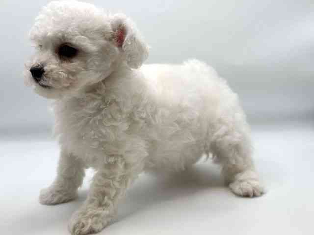 香川県のビションフリーゼ (ひごペットフレンドリーゆめタウン高松店/2026年2月15日生まれ/女の子/ホワイト)の子犬の2枚目の画像