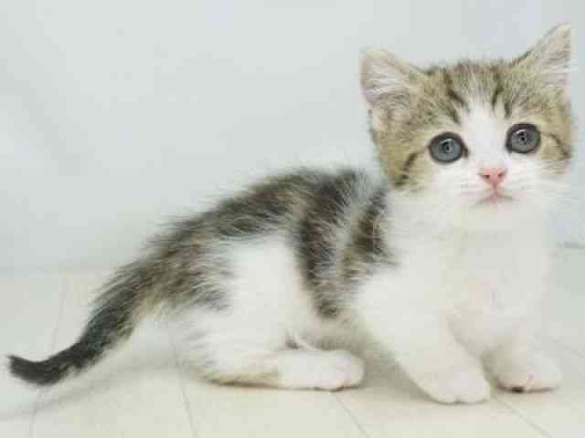 福岡県のマンチカン (ひごペットフレンドリーゆめタウン筑紫野店/2026年1月28日生まれ/男の子/ブラウンタビーホワイト)の子猫の2枚目の画像