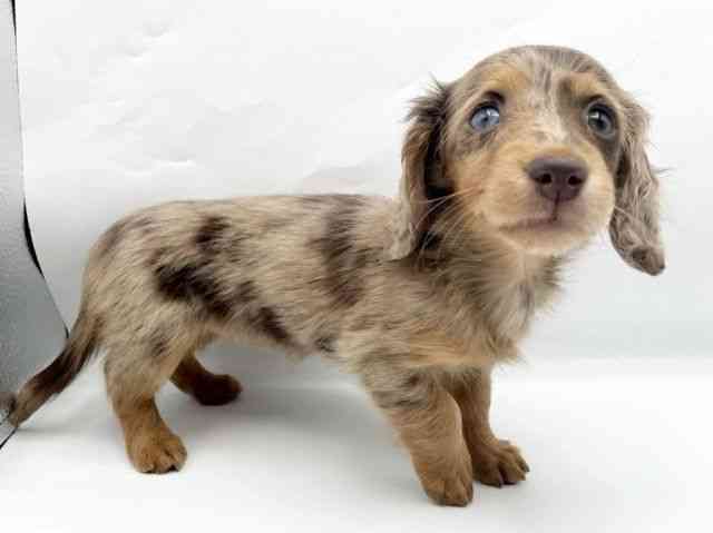 奈良県のミニチュアダックスフンド(ロング) (ひごペットフレンドリートナリエ大和高田店/2026年2月15日生まれ/女の子/チョコレートダップル)の子犬の2枚目の画像