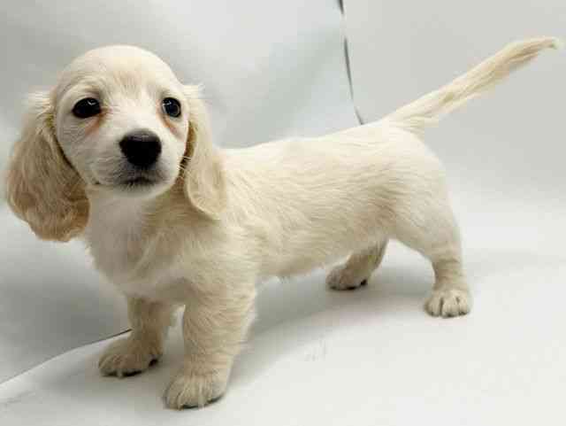 大阪府のミニチュアダックスフンド(ロング) (ひごペットフレンドリーみのおキューズモール店/2026年2月12日生まれ/女の子/イエロー)の子犬の2枚目の画像